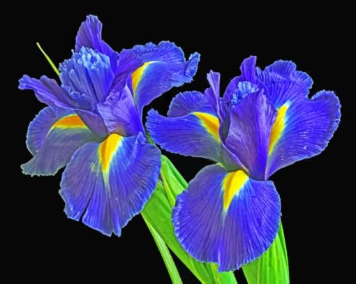 Irises Flowers Paint by numbers