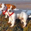 Jack Russell Pets Paint by numbers