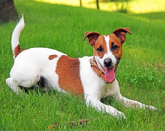 Jack Russell Paint by numbers