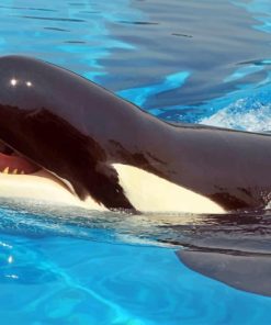 Killer Whale Paint by numbers