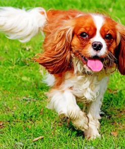 King Charles Cavalier Animal Paint by numbers