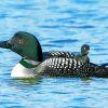 Loon Bird In The Water paint by numbers