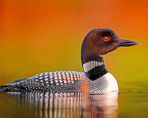Loon In The Water Paint by numbers