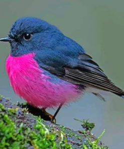 Male Pink Robin Bird Pink by numbers