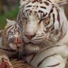 Mom And Her Baby White Tiger Paint by numbers