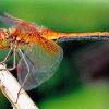 Orange Dragonfly Paint by numbers