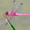 Pink Dragonfly Paint by numbers