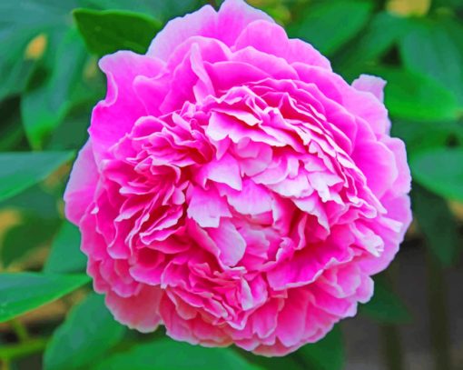 Pink Peony Flower paint by numbers