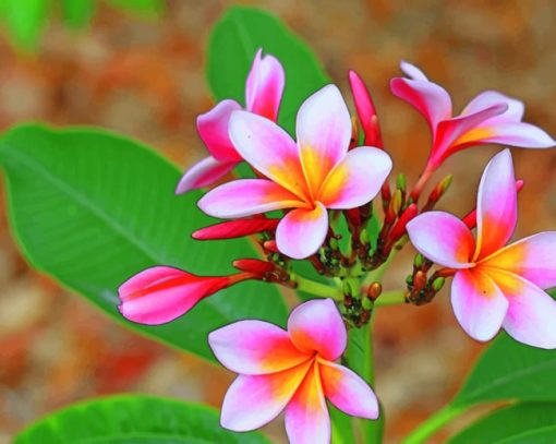Pink And White Plumeria Flower Paint by numbers