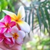 Pink Plumeria Flowers Paint by numbers