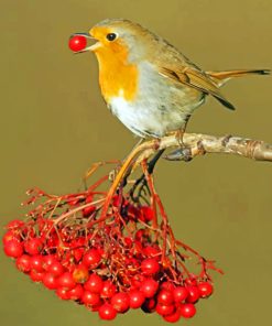Robin Eating paint by numbers