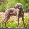 Weimaraner Paint by numbers