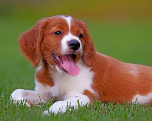 Brittany Spaniel paint by numbers