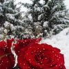Beautiful Roses In Winter Paint by numbers