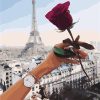 Red Rose Paris Paint by numbers