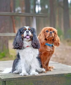 Male And Female Cavalier King Charles Paint by numbers