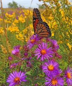 New England Aster Wild Flowers Paint by numbers