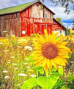 Old Barn And Sunflowers Paint by numbers