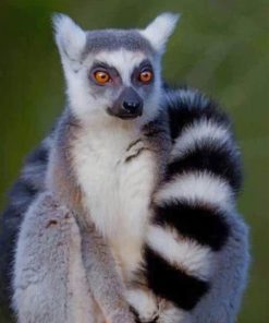 Ring Tailed Lemur Animal paint by numbers