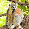 Ring-tailed-lemur-animal-paint-by-numbers