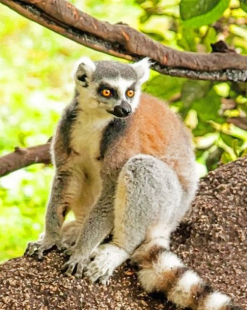 Ring-tailed-lemur-animal-paint-by-numbers