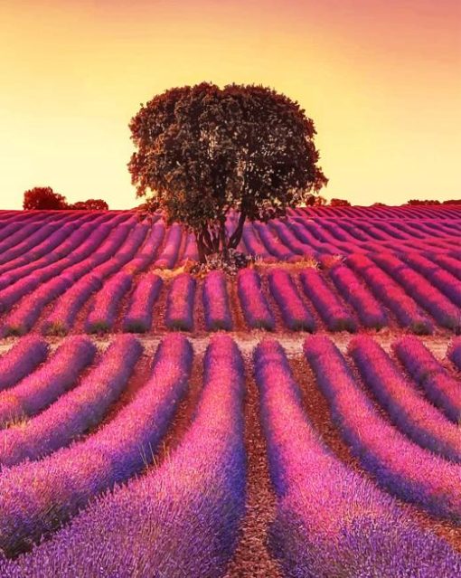 Lavender Field paint by numbers