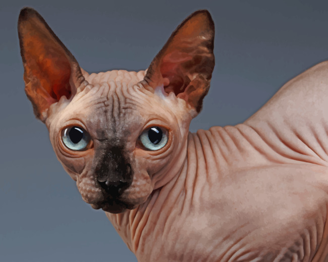 Adorable Sphynx Cat paint by numbers