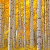 Aesthetic Aspen Trees paint by numbers