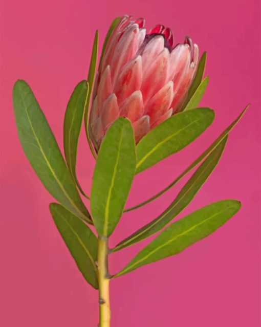 Aesthetic Pretty Protea paint by numbers