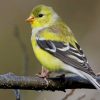 American Goldfinch Paint by numbers