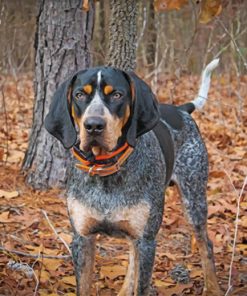 Black Bluetick Coonhound Paint by numbers
