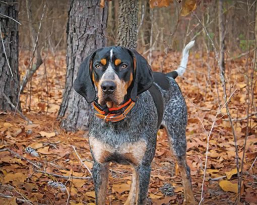 Black Bluetick Coonhound Paint by numbers