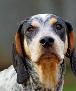 Black Bluetick Coonhound paint by numbers