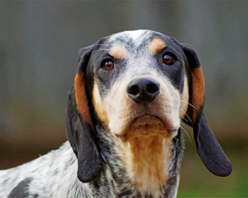 Black Bluetick Coonhound paint by numbers