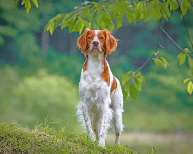 Brittany Spaniel Dog paint by numbers