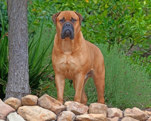 Bullmastiff paint by numbers
