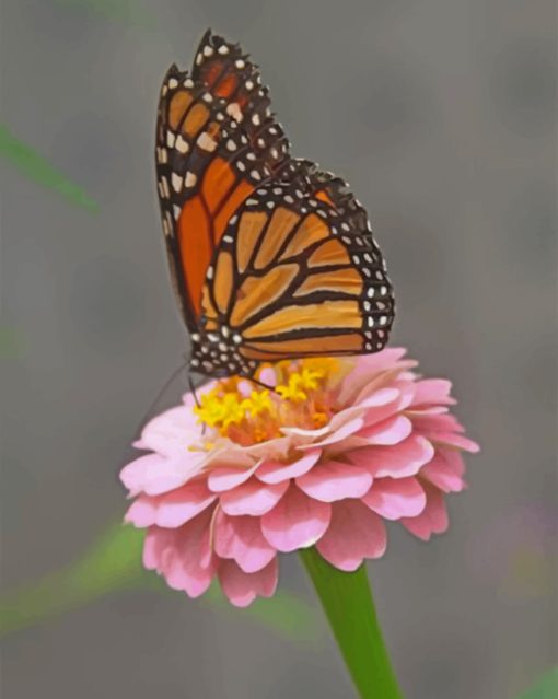 Monarch Butterfly On A Pink Flower Paint by numbers
