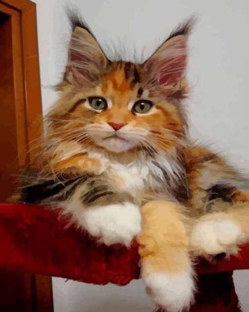 Calico Maine Coon Kitten paint by numbers