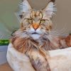 Cute Maine Coon Cats Paint by numbers