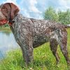 German Wirehaired Pointer Paint by numbers