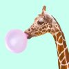 Giraffe Blowing Bubble Paint by numbers