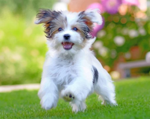 Havanese Puppy pant by numbers