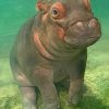 Hippopotamus Paint by numbers