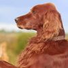 Irish Setter Paint by numbers