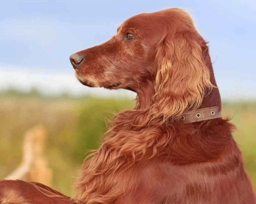 Irish Setter Paint by numbers