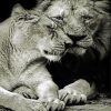 Monochrome Lion And Lioness paint by numbers