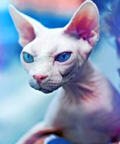 Mad Sphynx Cat Paint by numbers