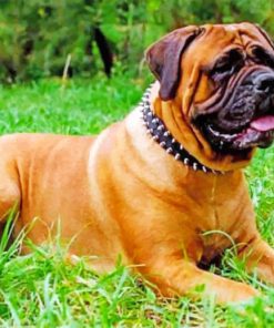 Mastiff Dog Paint by numbers