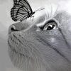 Monochrome Cat And Butterfly paint by numbers