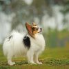 Papillon Dog paint by numbers